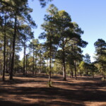 Campingplatz Tamadaba