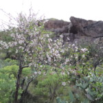 Mandelbaum in der Schlucht von La Sorrueda
