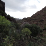 Mandelbaum in der Schlucht von La Sorrueda