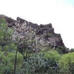Mandelbaum in der Schlucht von La Sorrueda