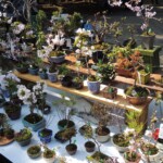 Bonais im Ueno Park