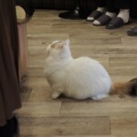 Im Katzencafé