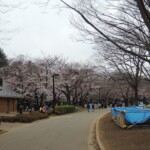 Sakura im Ueno Park Sakura im Ueno Park