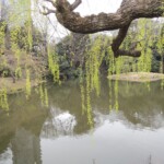 Shinjuku Gyoen Park