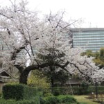 Sakura Sakura