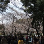 Sakura im Ueno Park