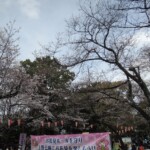 Sakura im Ueno Park