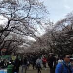 Sakura im Ueno Park