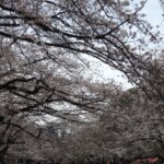 Sakura im Ueno Park