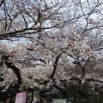 Sakura im Ueno Park