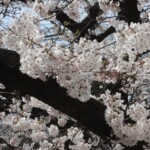 Sakura im Ueno Park