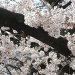 Sakura im Ueno Park