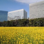 Rikyu Garden mit Raps