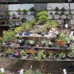 Bonsai Bonsai