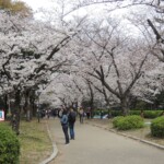 Sakura :) Sakura :)