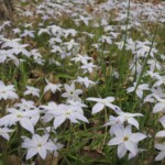 Blümchen Blümchen
