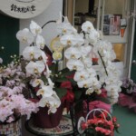 Orchideen Orchideen