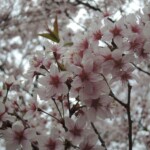 Sakura Sakura