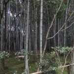 Kōtō-in Kōtō-in
