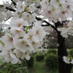 Sakura Sakura