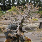 Bonsai Bonsai