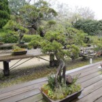Bonsai Bonsai