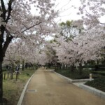 Sakura in Hiroshima