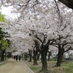 Kirschblüte in Hiroshima