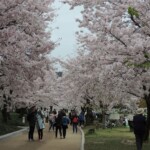 Kirschblüte in Hiroshima