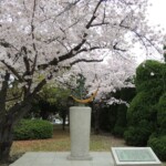 Kirschblüte in Hiroshima