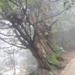 Mt. Misen