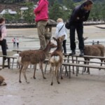 Freche Rehe