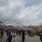 Sakura Sakura