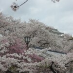 Sakura Sakura