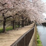 Sakura :) Sakura :)