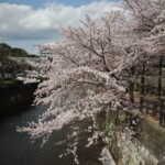 Sakura :) Sakura :)