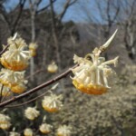 Blüten Blüten