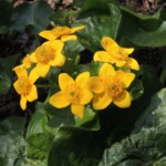 Im botanischen Garten der Feuchtgebiete Im botanischen Garten der Feuchtgebiete