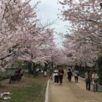Sakura in Hiroshima