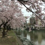 Sakura in Hiroshima