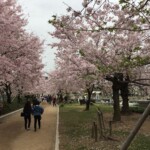 Sakura in Hiroshima