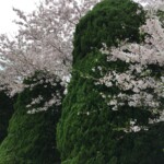 Sakura in Hiroshima