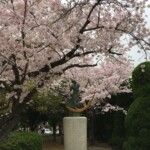 Sakura in Hiroshima