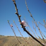 Mandelblüte