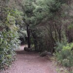 Lorbeerwald beim Monte del agua