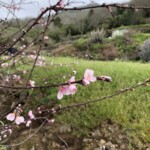 Mandelblüte