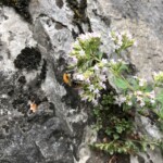 Hummel mit Thymian