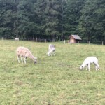 Llamas :)