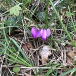 Alpenveilchen