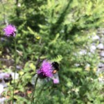 Hummel